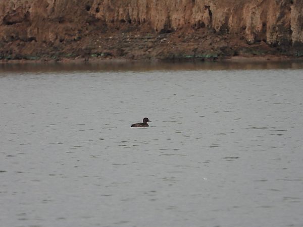 Fuligule milouinan  - Jarosław Słowikowski