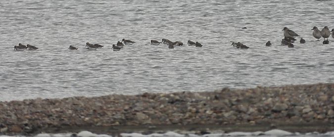 Alpenstrandläufer  - Jarosław Słowikowski
