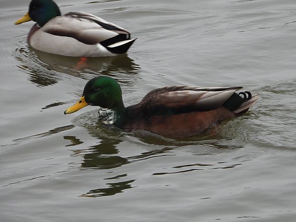 Mallard  - Jarosław Słowikowski