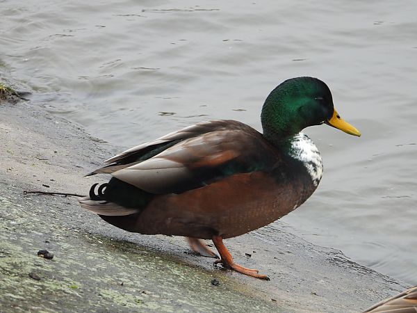 Canard colvert  - Jarosław Słowikowski