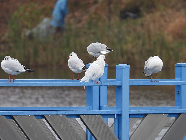 gołąb miejski  - Jarosław Słowikowski