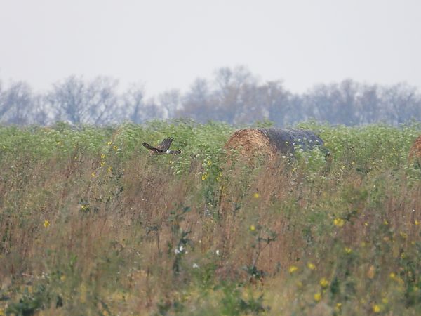 błotniak zbożowy  - Jarosław Słowikowski