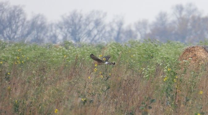 Busard Saint-Martin  - Jarosław Słowikowski