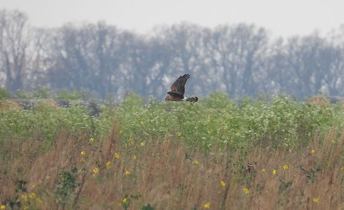 Busard Saint-Martin  - Jarosław Słowikowski