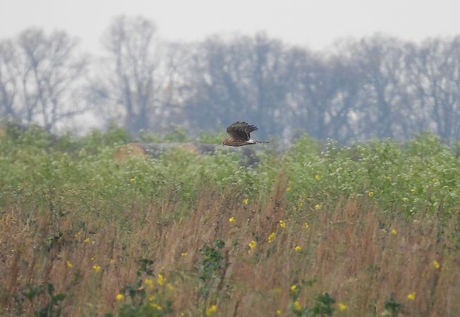 Busard Saint-Martin  - Jarosław Słowikowski