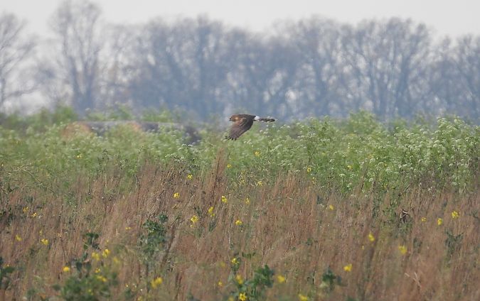 Busard Saint-Martin  - Jarosław Słowikowski