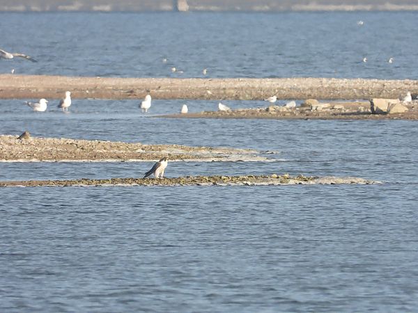 sokół wędrowny  - Jarosław Słowikowski
