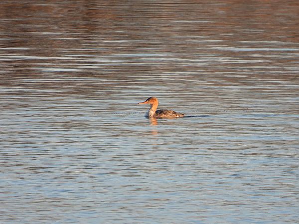 szlachar  - Jarosław Słowikowski