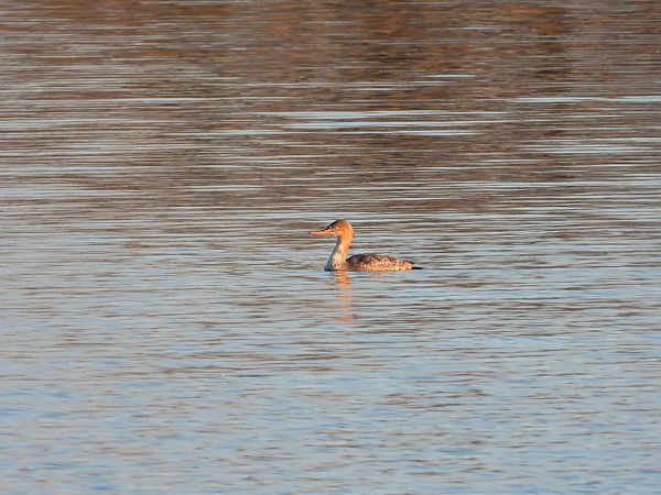 szlachar  - Jarosław Słowikowski