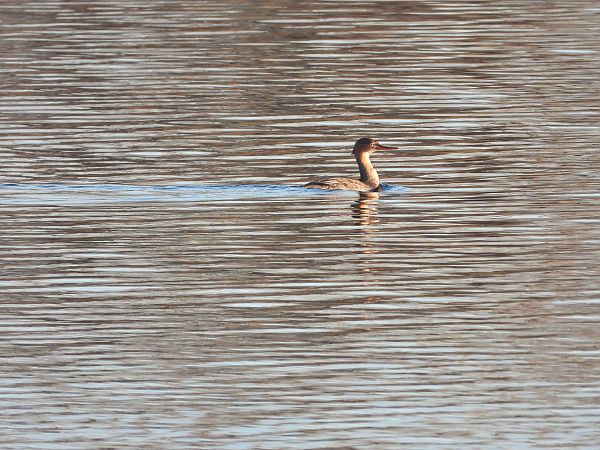 szlachar  - Jarosław Słowikowski