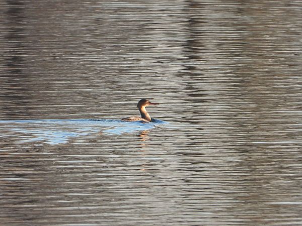 szlachar  - Jarosław Słowikowski