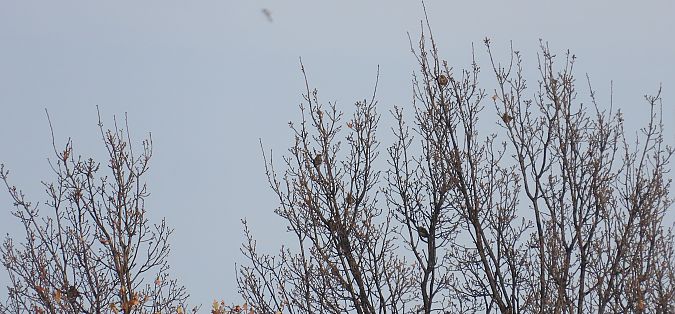 droździk  - Jarosław Słowikowski