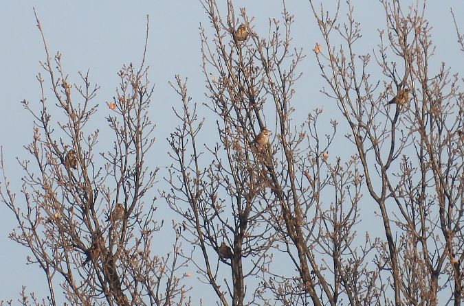 Grive mauvis  - Jarosław Słowikowski