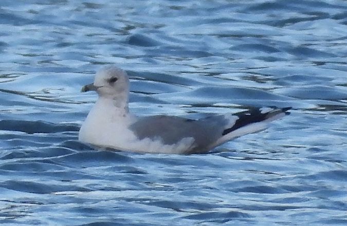 mewa siwa  - Jarosław Słowikowski