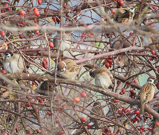 Eurasian Tree Sparrow  - Jarosław Słowikowski