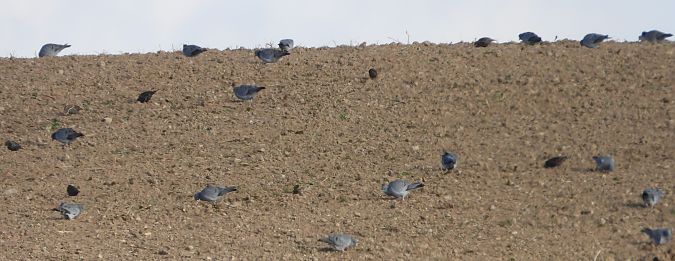 siniak  - Jarosław Słowikowski