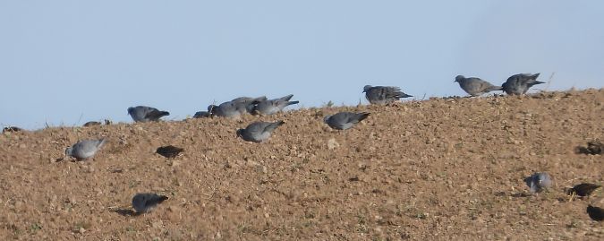 Pigeon colombin  - Jarosław Słowikowski