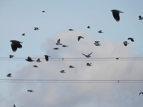 Pigeon colombin  - Jarosław Słowikowski