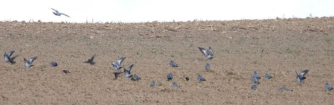 Pigeon colombin  - Jarosław Słowikowski
