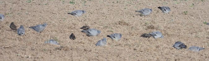Pigeon colombin  - Jarosław Słowikowski