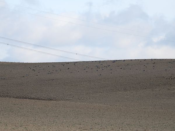 Pigeon colombin  - Jarosław Słowikowski