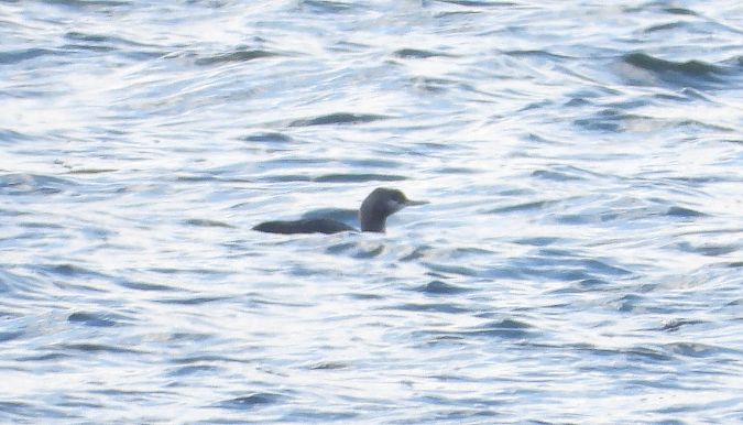 Red-throated Loon  - Jarosław Słowikowski