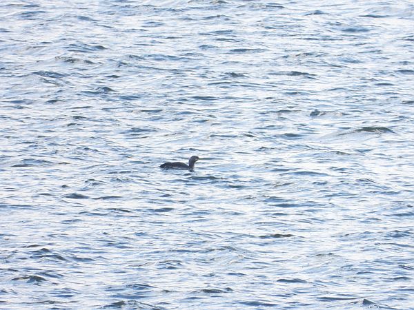 nur rdzawoszyi  - Jarosław Słowikowski