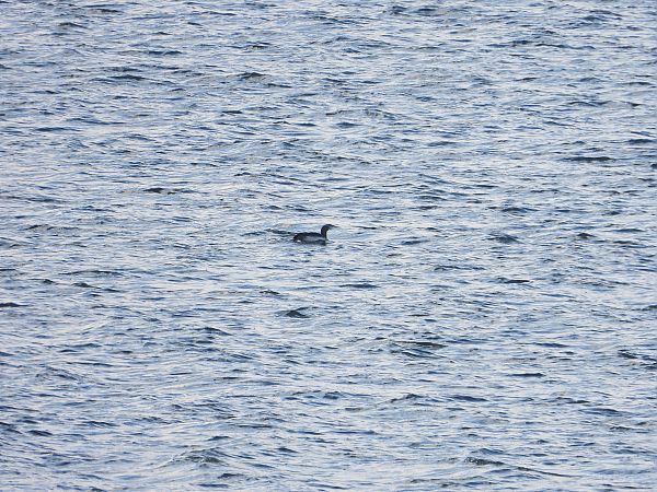 Plongeon catmarin  - Jarosław Słowikowski