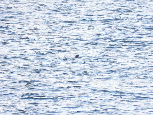 nur rdzawoszyi  - Jarosław Słowikowski