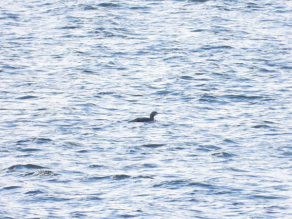 Sterntaucher  - Jarosław Słowikowski