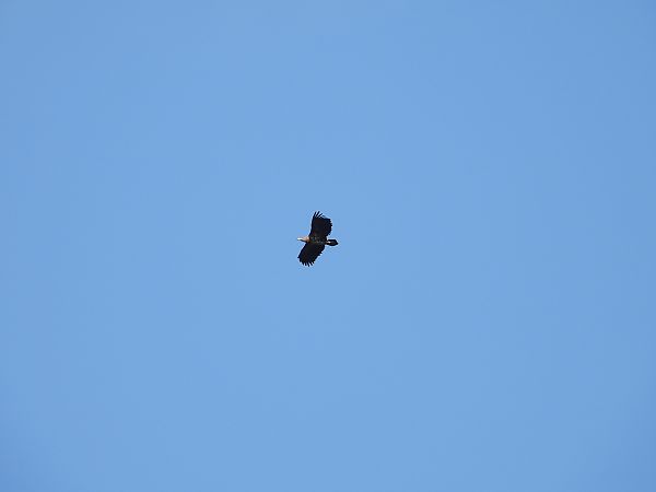 Pygargue à queue blanche  - Jarosław Słowikowski