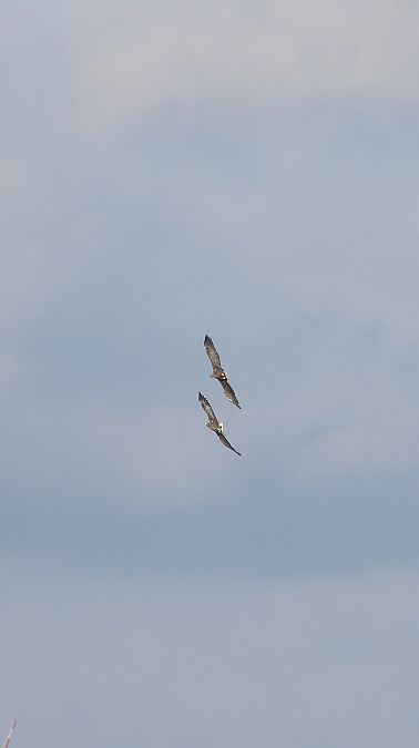 bielik  - Jarosław Słowikowski