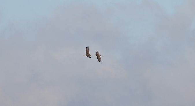 bielik  - Jarosław Słowikowski