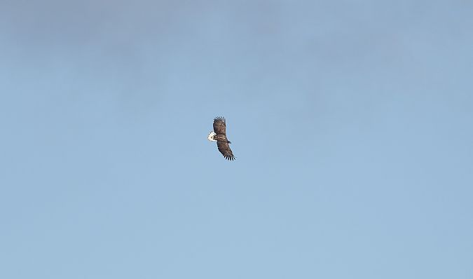 Pygargue à queue blanche  - Jarosław Słowikowski