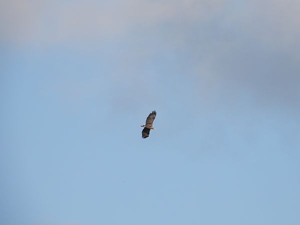 bielik  - Jarosław Słowikowski