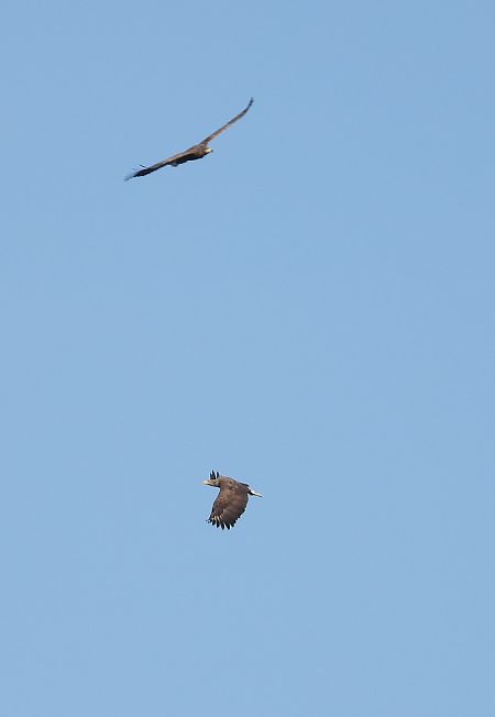 bielik  - Jarosław Słowikowski