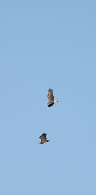 bielik  - Jarosław Słowikowski