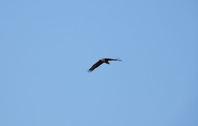 bielik  - Jarosław Słowikowski