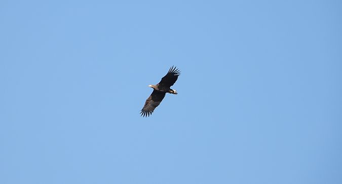 bielik  - Jarosław Słowikowski