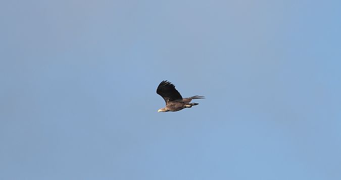 Pygargue à queue blanche  - Jarosław Słowikowski