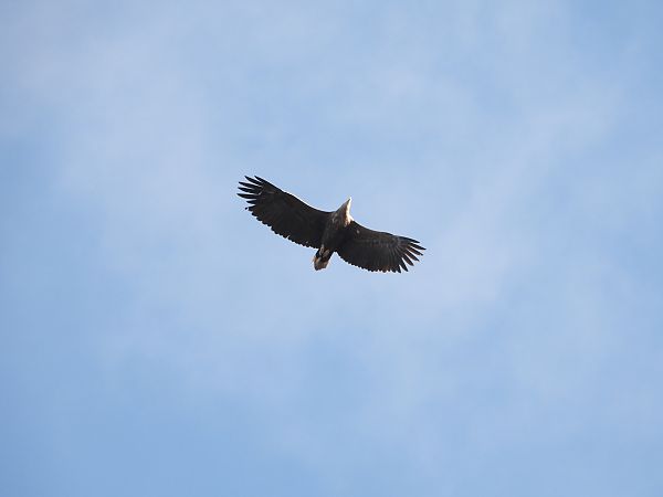 Pygargue à queue blanche  - Jarosław Słowikowski