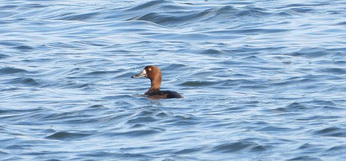 Fuligule milouinan  - Jarosław Słowikowski