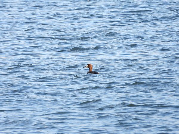 Fuligule milouinan  - Jarosław Słowikowski