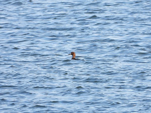 Bergente  - Jarosław Słowikowski