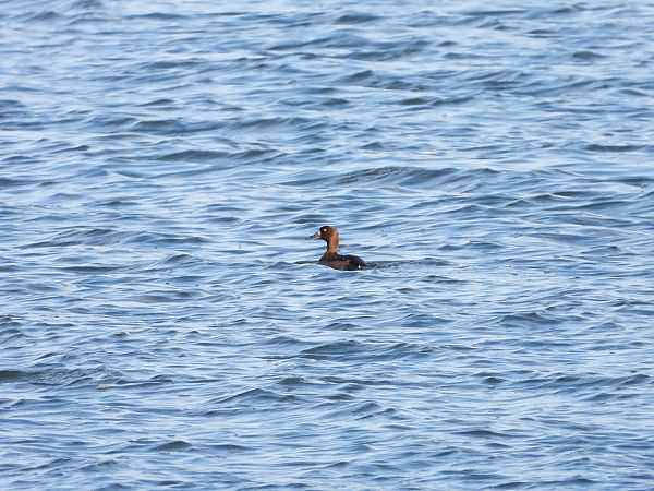 Bergente  - Jarosław Słowikowski