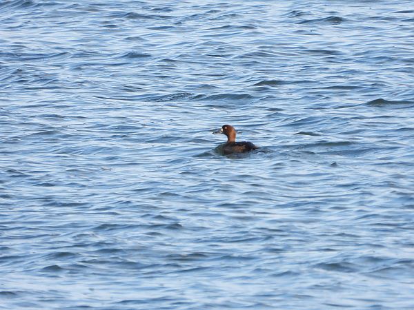 Fuligule milouinan  - Jarosław Słowikowski