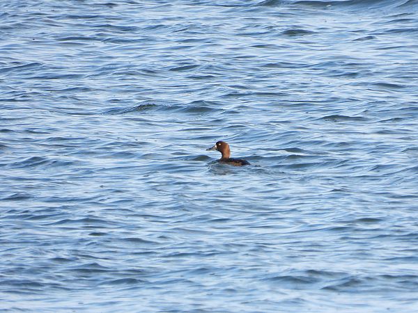 ogorzałka  - Jarosław Słowikowski