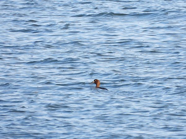 Bergente  - Jarosław Słowikowski