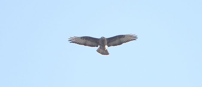 myszołów  - Jarosław Słowikowski