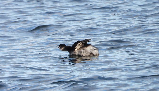 Grèbe à cou noir  - Jarosław Słowikowski